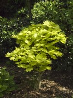 Acer shirasawanum 'Aureum' - Érable doré de la pleine lune 