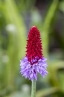 Primula vialii 