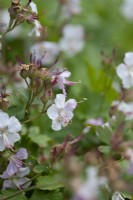 Géranium cantabrigense 'St Ola' - géranium sanguin 'St Ola' 