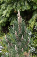 Pinus thunbergii 'Kotobuki' Pin noir du Japon 