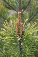 Pinus mugo 'Winter gold' Pin de montagne nain 