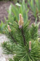 Pinus mugo 'Gnom' Pin de montagne nain 