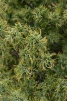 Pinus strobus 'Tiny Kurls' Pin de Weymouth 