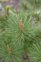 Pinus densiflora 'Umbraculifera' Pin rouge du Japon. 