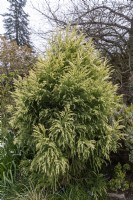 Cryptomeria japonica 'Sekkan sugi' cèdre du Japon 