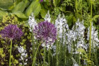 Une plantation mixte d'Allium hollandicum 'Purple Sensation' et de Veronica gentianoides 'Tissington White' - 'The Laskett' - designer David Wyndham Lewis - RHS Malvern Spring Festival 2024 