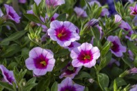 Calibrachoa x hybrida 'Cabrio Pink Eclipse' - Mai 