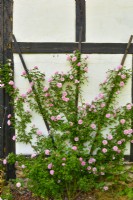 Grimpante historique Rosa 'Gerbe Rose', Fauque 1904 aux fleurs pleines de parfum rose dressées sur un mur de maisons à pans de bois. Juin  