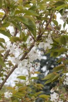 Prunus 'Tai Haku' grande cerise blanche 