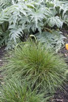 Deschampsia cespitosa « Voile d'or » herbe à poils touffetés 