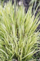 Molinia caerulea 'Variegata' herbe des landes pourpre 