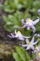 Lys fauve acajou Erythronium revolutum 