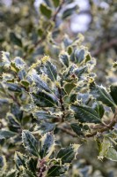Ilex aquifolium 'Ferox Argentea' houx hérisson argenté 