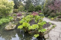 Dispositif d'eau et rocaille dans les jardins botaniques de Sheffield. Gunnera et Acer. 