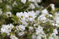 Exochorda x macrantha 'La Mariée'pearlbush 