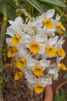 Dendrobium thyrsiflorum, avril 