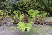 Gunnera Rhubarbe épineuse 