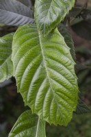Eriobotrya japonica nèfle du Japon 
