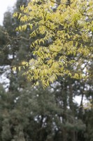 Koelreuteria paniculata Arbre à pluie doré 