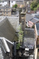 Newcastle upon Tyne Angleterre Royaume-Uni. Buddleja, vraisemblablement auto-ensemencée, poussant sur les toits de la ville. 