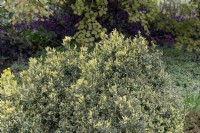 Coffret Buxus sempervirens 'Elegantissima' 