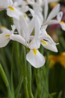 Iris 'Alaska' - Iris hollandais 