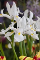 Iris 'Alaska' - Iris hollandais 