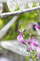 Salvia microphylla 'Delice Hespérides' - Bébé Sauge 