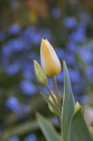 Tulipa 'Antoinette' - Tulipe tardive simple 