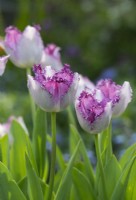 Tulipa 'Cils' - Tulipe frangée 
