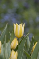 Tulipa 'Antoinette' - Tulipe tardive simple 