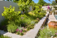 Parterre de fleurs surélevé en pierre planté de plantes arides avec buissons Vitis dans un jardin méditerranéen avec parterre de fleurs planté Stipa tenuissima, Yucca. JuinDesigner : Alan Rudden 