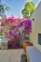 Un coin dans le patio avec des Bougainvilliers spectabilis en fleurs grimpant sur le mur du jardin méditerranéen. JuinDesigner : Alan Rudden 