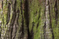 Séquoia géant Sequoiadendron giganteum 