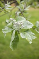Sorbus aria 'Lutescens' rayon blanc commun 
