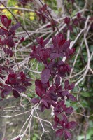 Arbre à fumée Cotinus coggygria 'Royal Purple' 