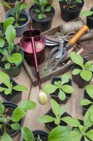 Outils de jardin dans un plateau en bois entouré de jeunes plantes en pots 