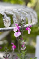 Salvia microphylla 'Delice Hespérides' - Bébé Sauge 