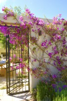 Bougainvillea spectabilis en fleurs escalade du mur à la porte ouverte en fer forgé dans le patio du jardin méditerranéen. JuneDesigner - Alan Rudden 