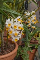 Dendrobium thyrsiflorum, avril 