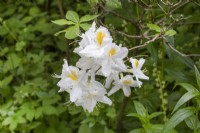 Rhododendron 'Persil', mai 