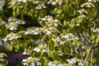 Viorne plicatum f. tomentosum 'Shasta' - Boule de neige japonaise - Mai 