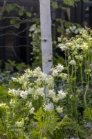 Aquilegia vulgaris 'White Barlow' - ancolie contre le tronc de Betula pendula - The Grand Appeal Garden - designer Suzy Dean - RHS Malvern Spring Festival 2024 