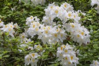 Rhododendron 'Persil', mai 