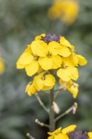 Erisymum linifolium 'Soleil parfumé' 