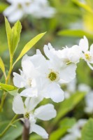 Exochorda racemosa 'Niagara' 